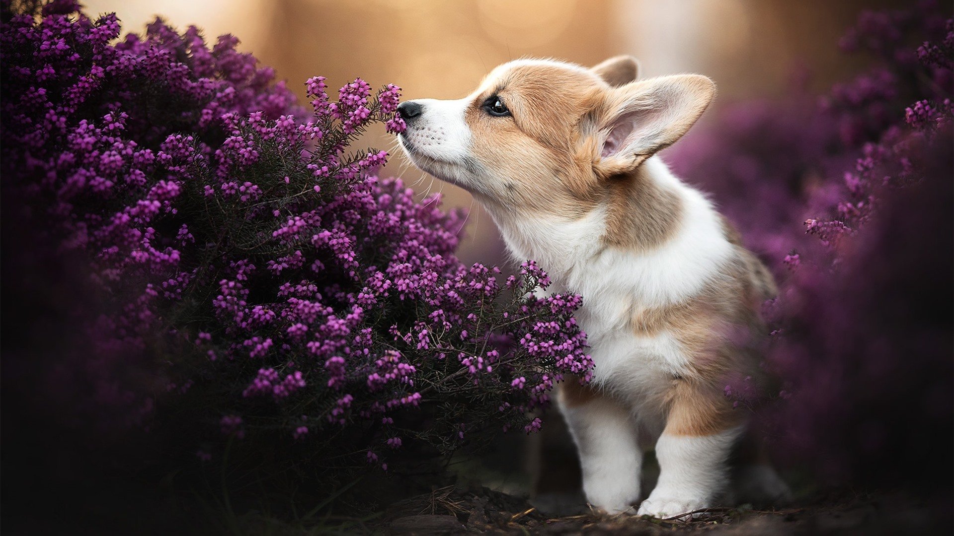 开云娱乐官网-2025年自行车环湖赛，环湖骑行激发激情，国际环湖自行车赛